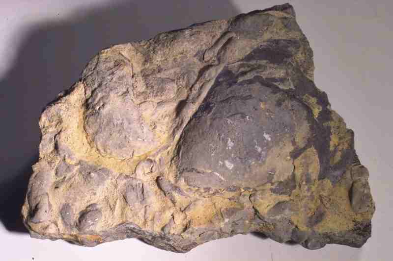 Steinkerne von Brachiopoden