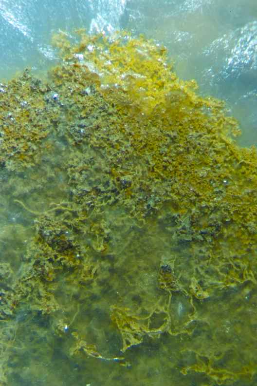 Nontronit
        im farblosen Opal