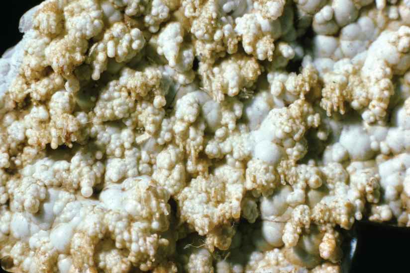 stalagtitischer
        Opal