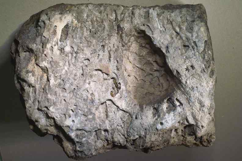 Koniferenzapfen im Basalt