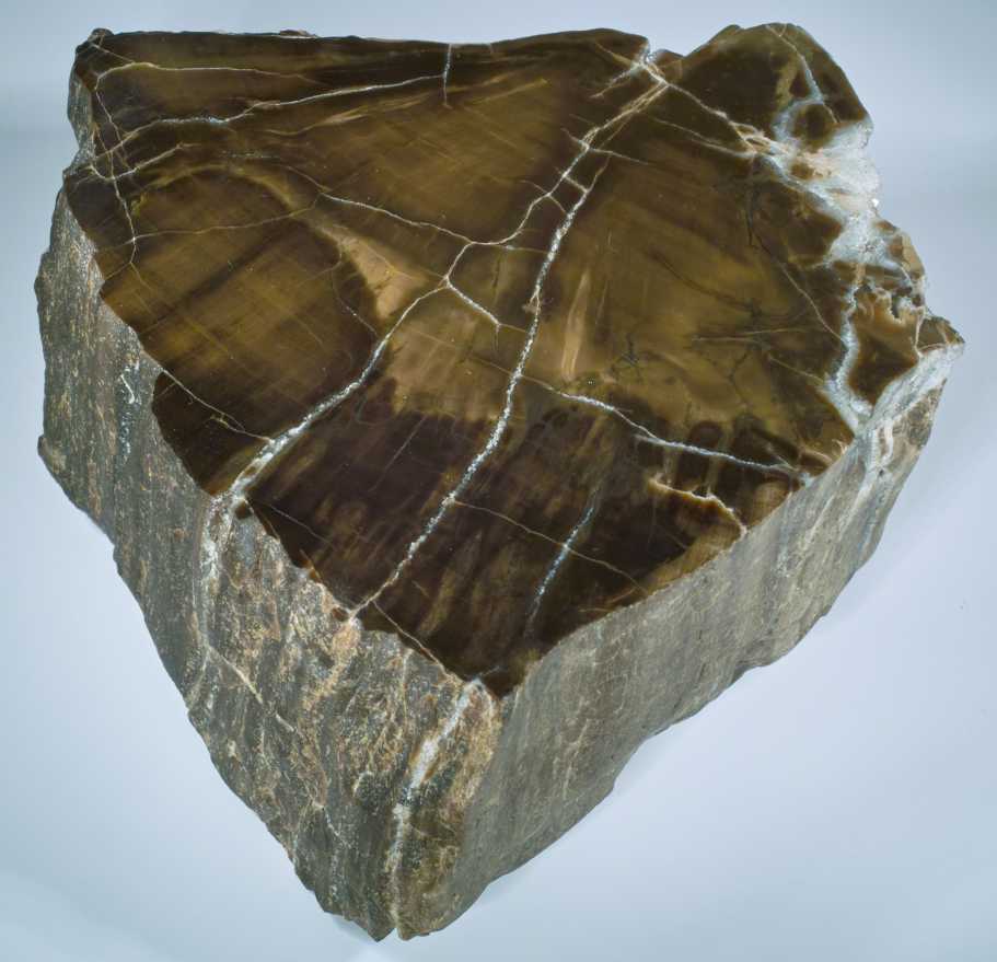 3 cm fossiles Holz Fossil braun grau Versteinertes Holz Anhänger mit Lederkette 