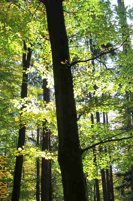 herbstliche Stimmung am
          Grauenstein