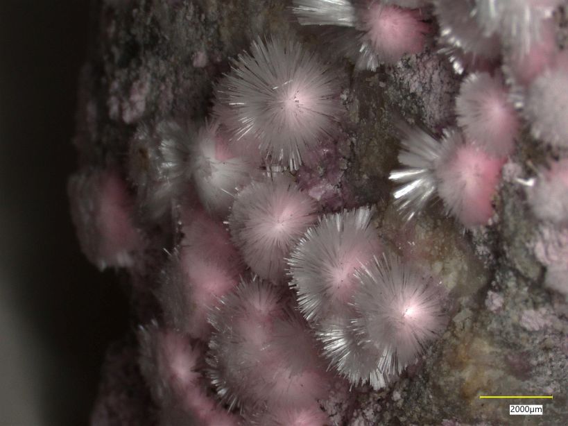 Picropharmakolith