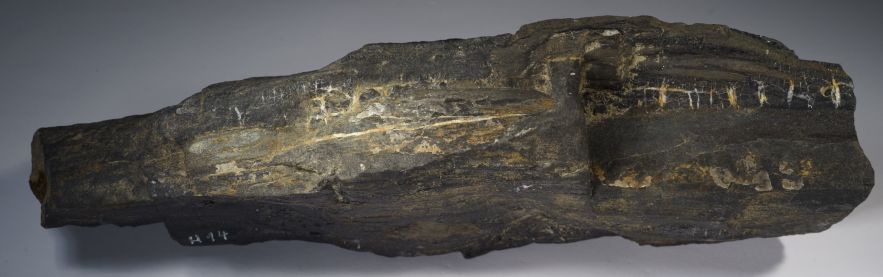 kohlehaltiges Holz