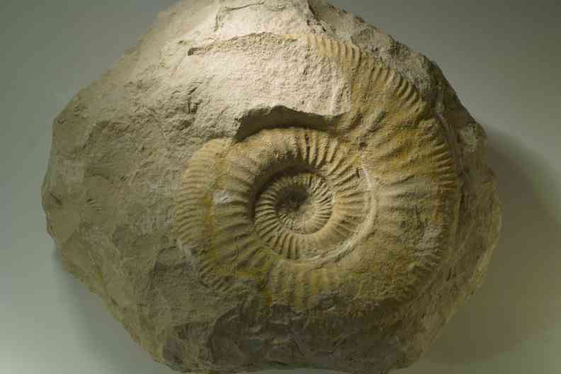 Ammonit
        Hohenmirsberg