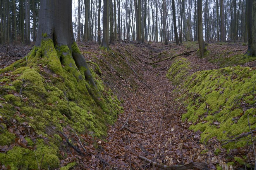 Stollenzugang am Buchberg