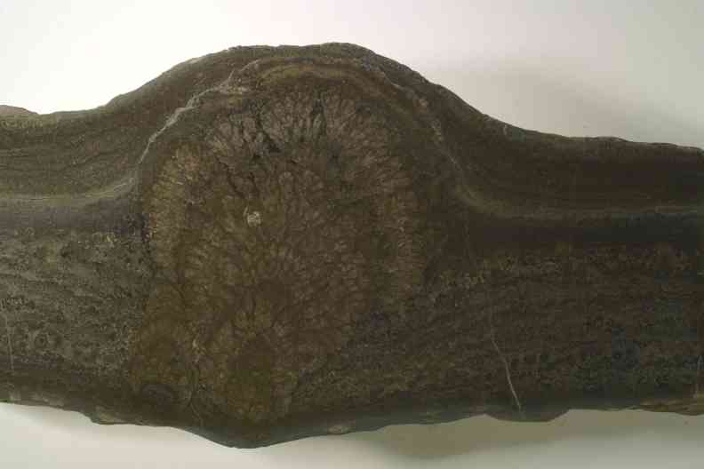 Stomatolith