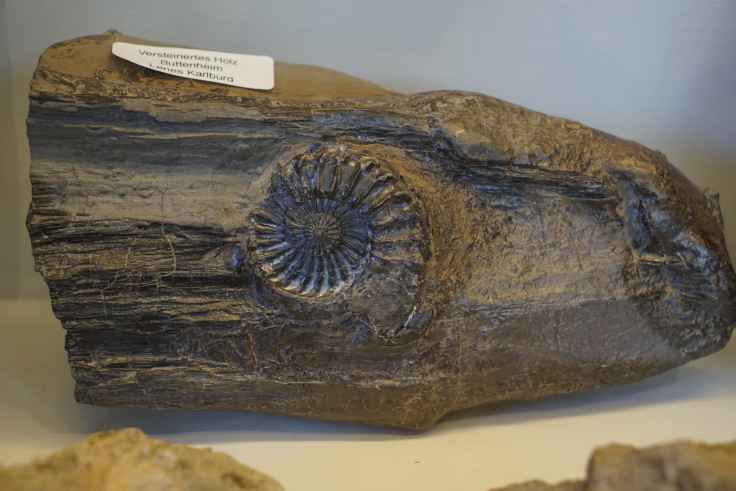 Ammonit auf
              Holz